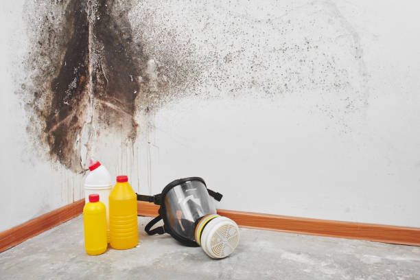 Watford City, ND Mold Removal Company