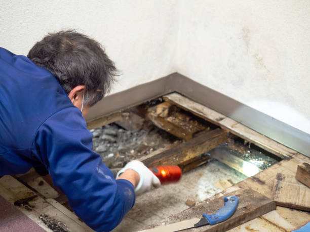 Best Crawl Space Mold Removal  in Watford City, ND