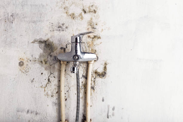 Best Mold Removal Specialists  in Watford City, ND