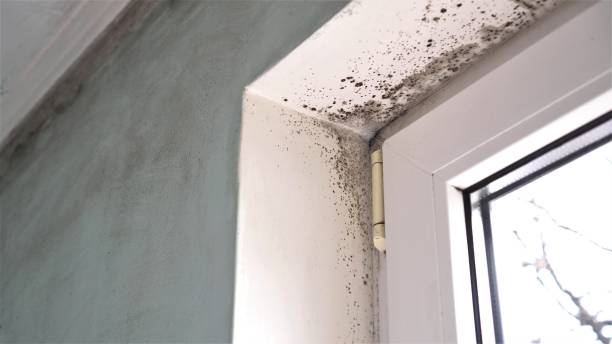 Best Best Mold Removal Companies  in Watford City, ND