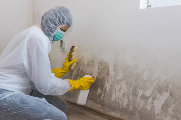 Best Office Mold Removal Services  in Watford City, ND