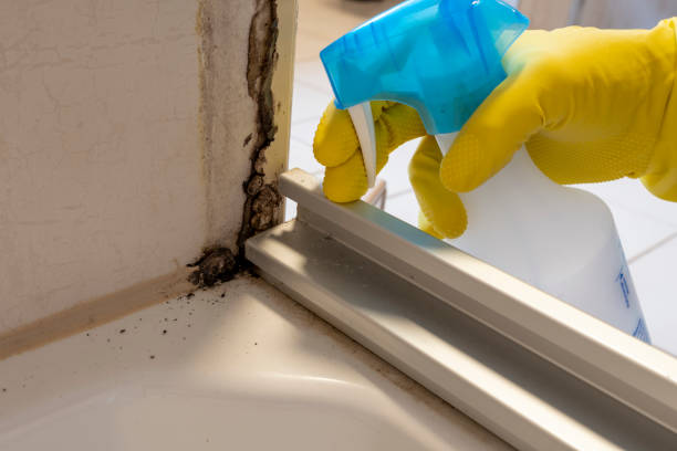 Best Emergency Mold Removal  in Watford City, ND