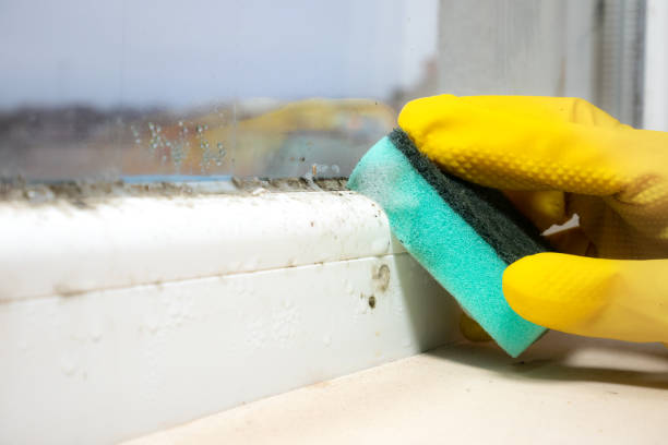 Best Residential Mold Removal  in Watford City, ND