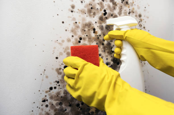 Best Mold Remediation  in Watford City, ND