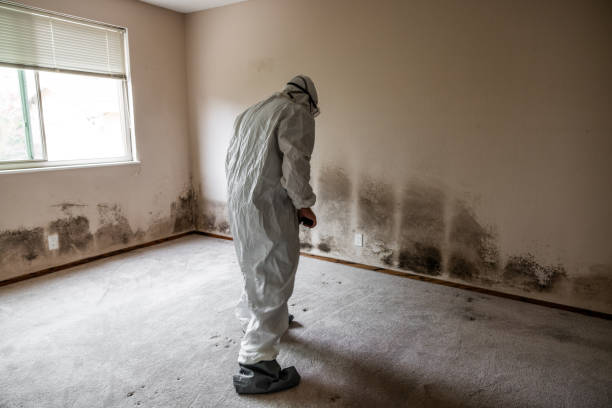 Best Certified Mold Removal  in Watford City, ND