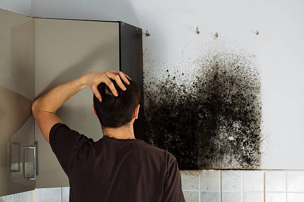 Best Local Mold Removal Service  in Watford City, ND