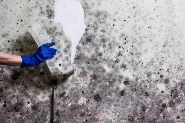 Certified Mold Removal in Watford City, ND