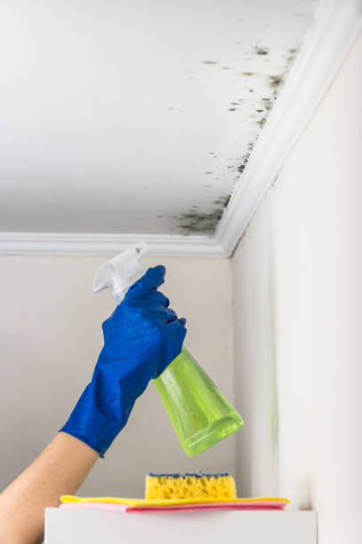 Best Home Mold Removal  in Watford City, ND