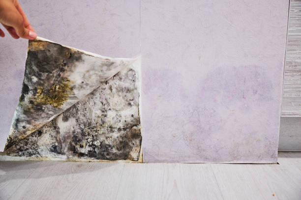 Mold Removal and Inspection in Watford City, ND
